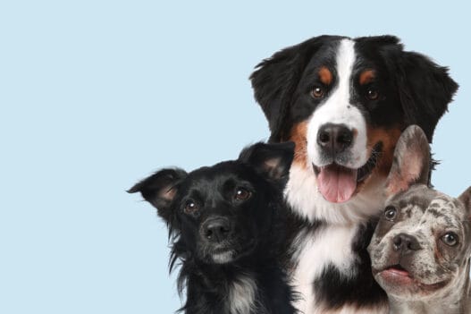3 søde hunde på hundepension