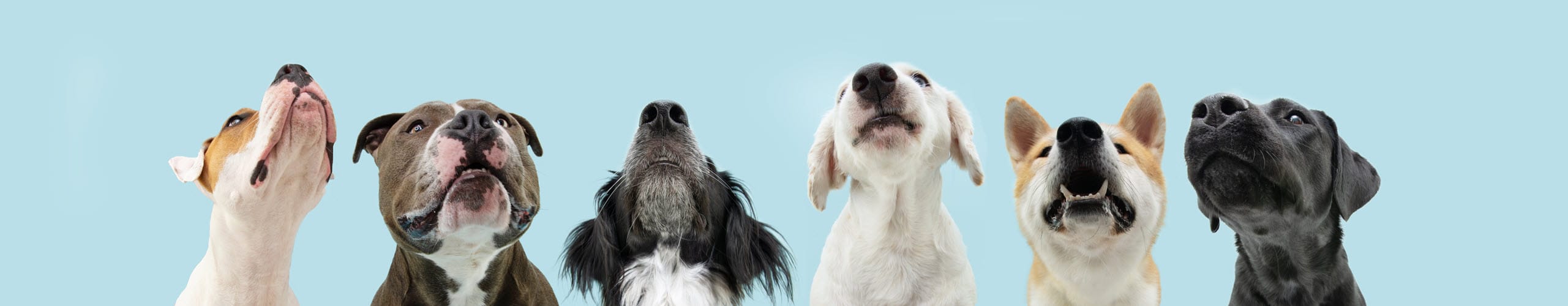 Søde hunde
